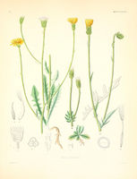 Crepis foetida ssp foetida.jpg