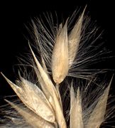 Spikelet details of Melica ciliata L. subsp. ciliata (×5) (photo Andrea Moro 2005)