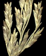 Spikelets of Puccinellia distans (Jacq.) Parl. (×6, photo Andrea Moro 2005)