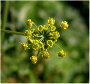 Inflorescence of Pastinaca sativa L. subsp. sativa (photo Andrea Moro 2005)