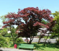 Acer palmatum – Photo: Andrea Moro 2008, Dryades TSB57097.jpg