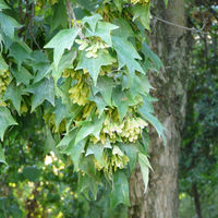 Acer buergerianum Miq. – Photo: Andrea Moro 2008, Dryades TSB59012.jpg