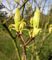 Acer ginnala Maxim. – Photo: Andrea Moro 2009, Dryades TSB62777.jpg