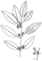 Linedrawing Pteleopsis suberosa.gif