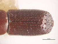 Xyleborus pfeili PaDIL136052d.jpg