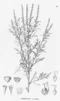 Ambrosia tenuifolia.jpg