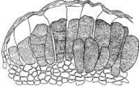Coleosporium telekia Thuem. Abb0116 (Gäumann 1959, Rostpilze Mitteleuropas).png