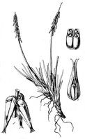 Tetroncium magellanicum LIP.png