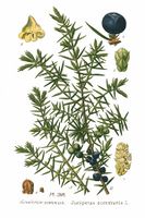 396 Juniperus communis L.jpg