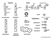 Abb1.5 Fungi cellular organisation hypha yeast spore amoeba plasmodium flagellation opisthokont 2021 (M. Piepenbring).png