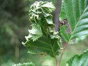 Pflanzengalle Aceria macrotricha auf Carpinus betulus (Blattunterseite)