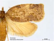 Adoxophyes fasciculana PaDIL141616a.jpg