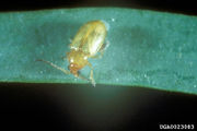 Aphthona abdominalis IPM0023083.jpg