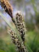 Carex acutiformis JuliaKruse.jpg