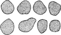 Coleosporium euphrasiae (Schum.) Wint. Abb0095 (Gäumann 1959, Rostpilze Mitteleuropas).png
