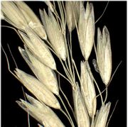 Spikelets of Arrhenatherum elatius (L.) P. Beauv. ex J. Presl & C. Presl subsp. elatius (×3) (photo Andrea Moro 2004)