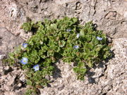 Plants of Veronica persica Poir.