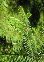 Abies numidica de Lannoy ex Carrière – Photo: Andrea Moro 2007, Dryades TSB45457.jpg