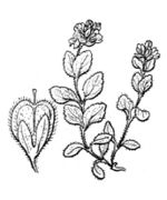 Drawing of Veronica alpina L.