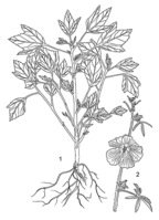 Linedrawing Hibiscus cannabinus.gif