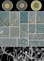 Phaeoacremonium subulatum StudMycol 2006.jpg