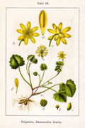 Ranunculus ficaria Sturm59.jpg