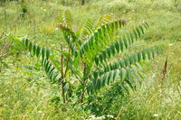 Ailanthus altissima Ab-168.jpg