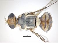 Bactrocera papayae PaDIL136200a.jpg