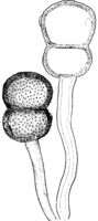 Cumminsiella sanguinea (Peck) Arth. Abb0990 (Gäumann 1959, Rostpilze Mitteleuropas).png