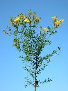 Overview of Hypericum perforatum L. subsp. perforatum (photo Andrea Moro 2005)