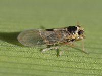 Laodelphax striatellus Flickr2.jpg