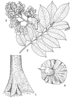 Linedrawing Pterocarpus soyauxii.gif