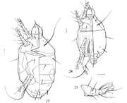 Tarsonemus waitei Acarologia 2004.png