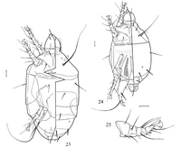 Tarsonemus waitei Acarologia 2004.png