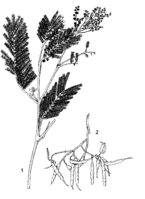 Acacia mearnsii PROTA drawing.png