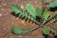 Brassica tournefortii IPM5374667.jpg