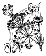 Schematic drawing of Alisma plantago-aquatica L. (drawing 3355 of Coste & Flahault 1906)