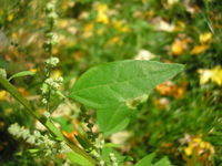 Chenopodium album JuliaKruse 1.jpg