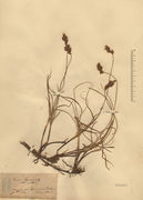 Herbarium sheet of Carex colchica J. Gay subsp. ligerica (J. Gay) T.V. Egorova