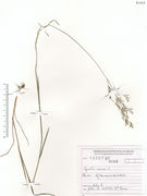 Herbarium sheet of Agrostis canina L. subsp. canina (photo Dryades project)