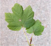 Acer opalus subsp. obtusatum (Waldst. & Kit. ex Willd.) Gams – Photo: Andrea Moro 2005, Dryades TSB28061.jpg