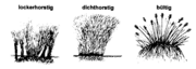 Flor.Rundbr. Beih. 5,1-26 Eisele u. Zähringer 1998 Abb.12-14 Carex 1200dpiSW.png