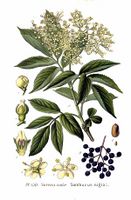 150 Sambucus nigra L.jpg