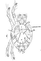 Agistemus exsertus Acaralogia 1963.jpg