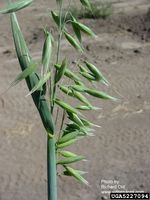 Avena sativa IPM5227094.jpg