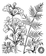 Schematic drawing of Hottonia palustris L. (drawing 2407 of Coste & Flahault 1901-1906)