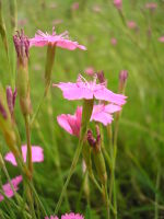 Dianthus deltoides JuliaKruse 2.jpg