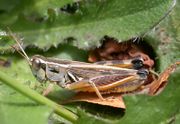 Dichroplus pratensis OrthopteraSpeciesFile.jpg