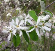 Amelanchier ovalis Medik.