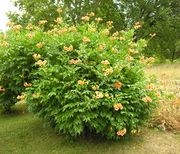 Campsis radicans (L.) Seem. ex Bureau